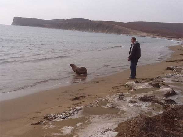 sea_lion_18