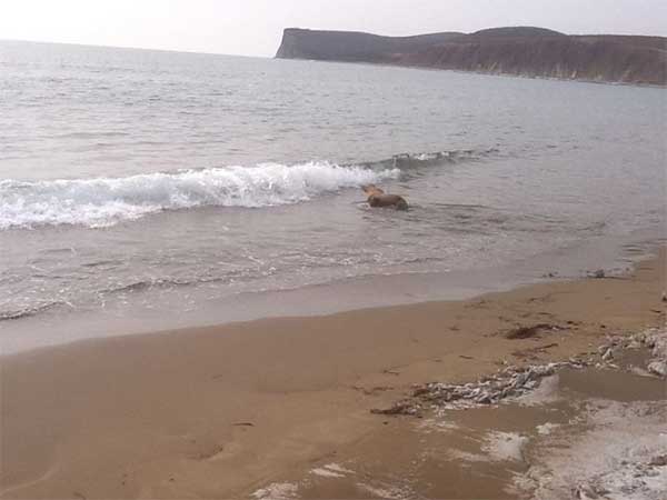 sea_lion_19