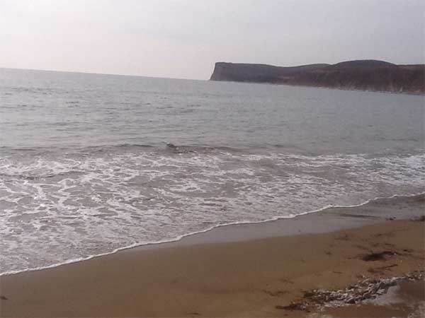 sea_lion_20