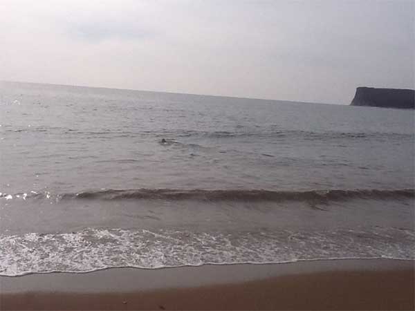 sea_lion_22