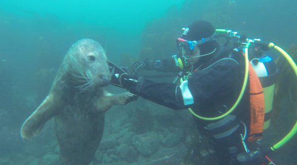 diver meets friendly seal