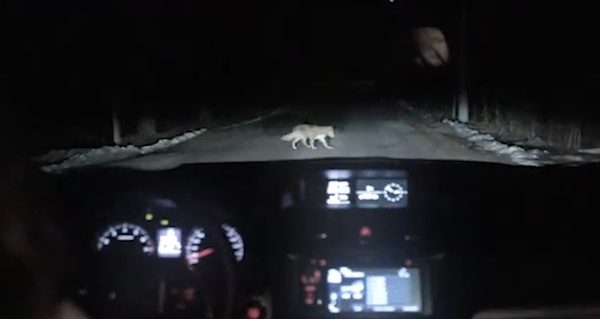 Dog Runs In Front of Woman’s Car And Plays Dead To Trick Her In Clever Ad