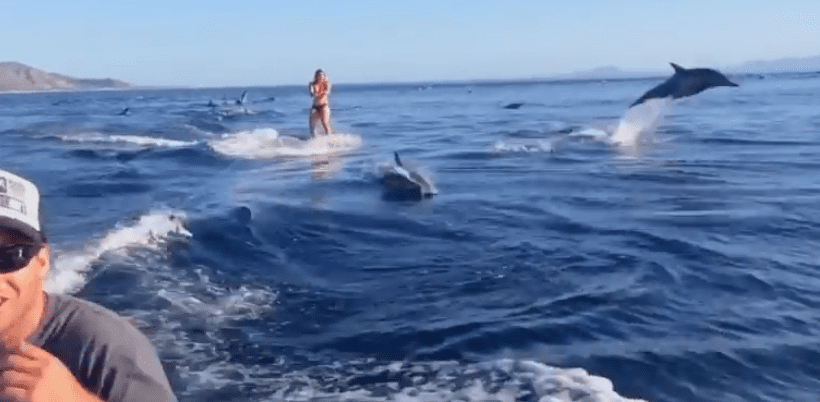 A Pod Of Dolphins Chase Woman Wakeboarding In Incredible Video
