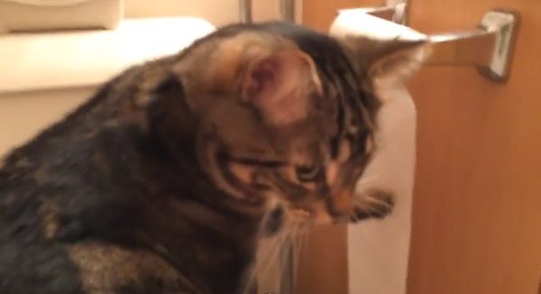 Funny Cat Makes a Mess And Then Cleans It Up