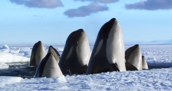Nature At Its Most Wonderful Highlighted By David Attenborough