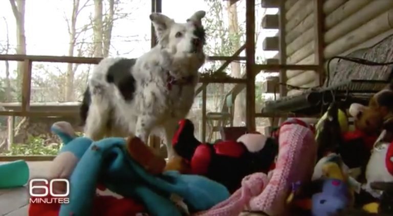 This Amazing Dog Knows The Names Of More Than 1,000 Toys