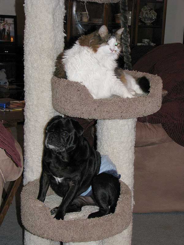 2-dogs-like-cat-things-7