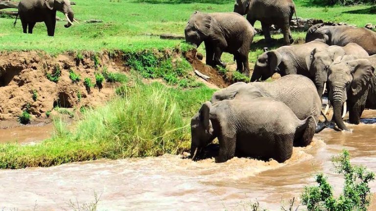 Baby Elephant Swept Away In A River Saved By Her Family