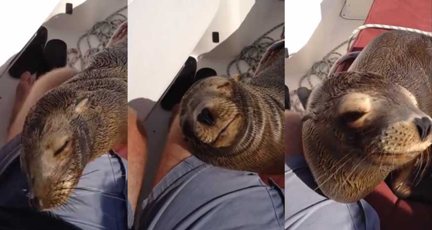 Man Has ‘Experience Of A Lifetime’ When Baby Sea Lion Jumps On Boat