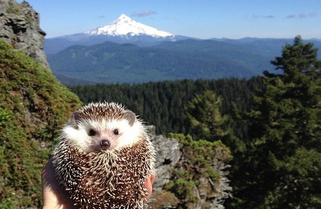 Adorable Hedgehog Goes On Awesome Outdoor Adventures With His Humans
