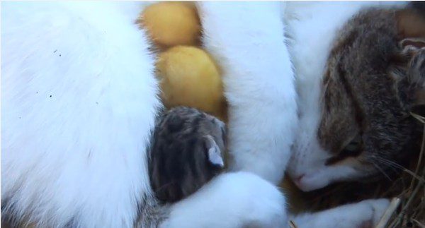 Farmer Finds His Missing Ducklings With His Cat
