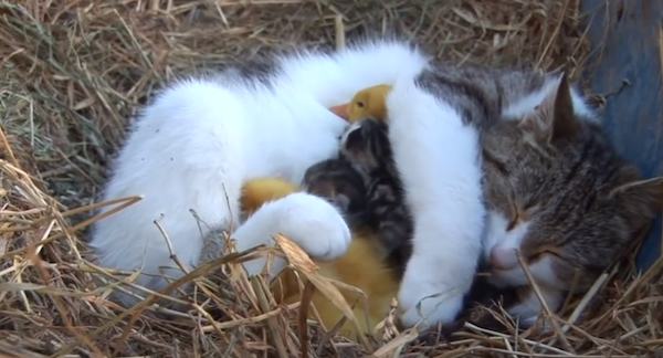 cat-with-ducklings-2