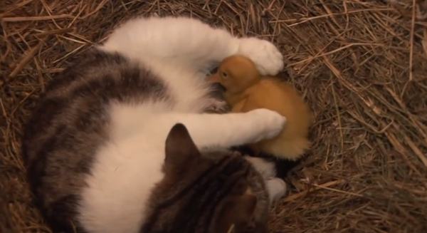 cat-with-ducklings-3
