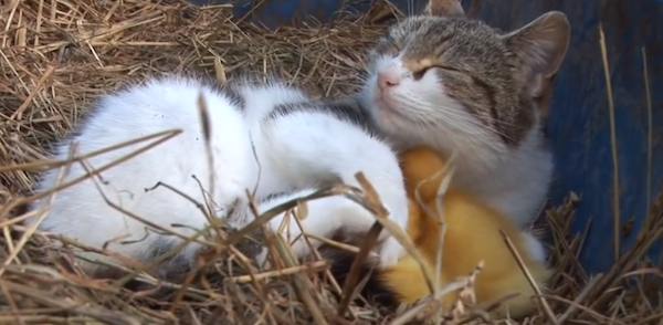 cat-with-ducklings-5