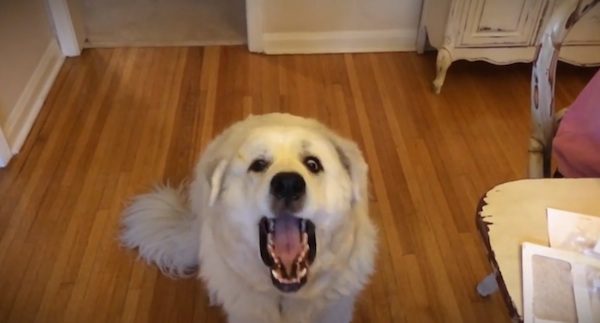Dog catches treats