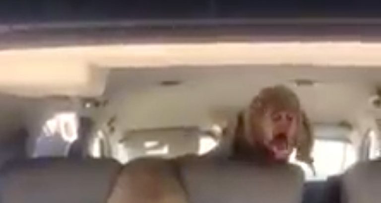 Overeager Dog Gets Hilariously Stuck Trying To Get Out Through Front Of Car