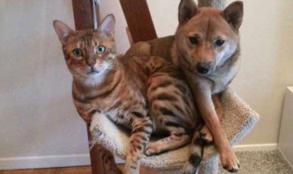 20 Funny Dogs Who Just Want To Be Where The Cats Hang Out