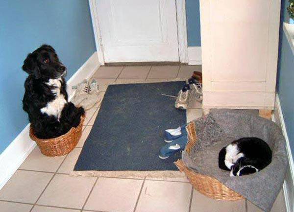 dogs-like-cat-things-1
