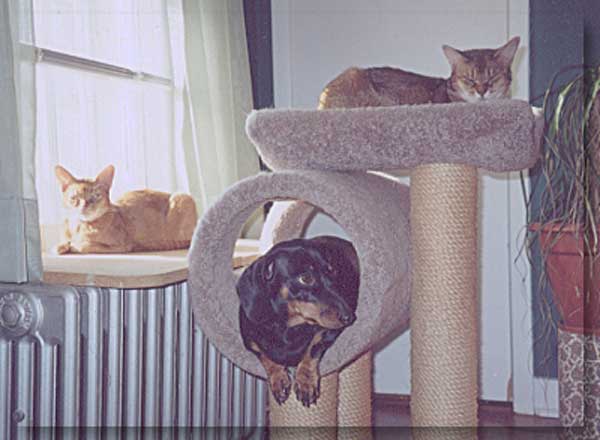 dogs-like-cat-things-11