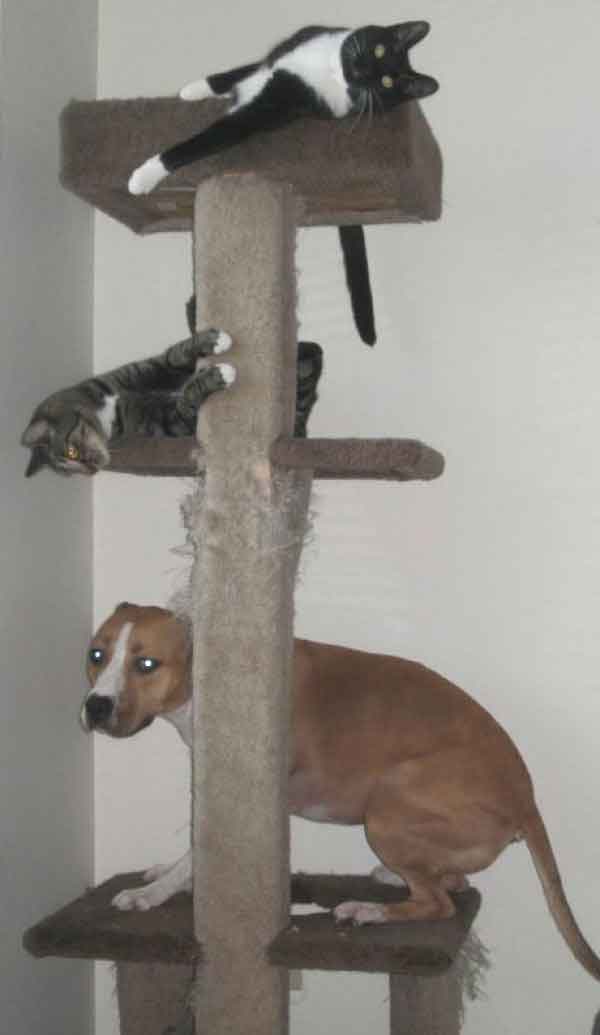 dogs-like-cat-things-13