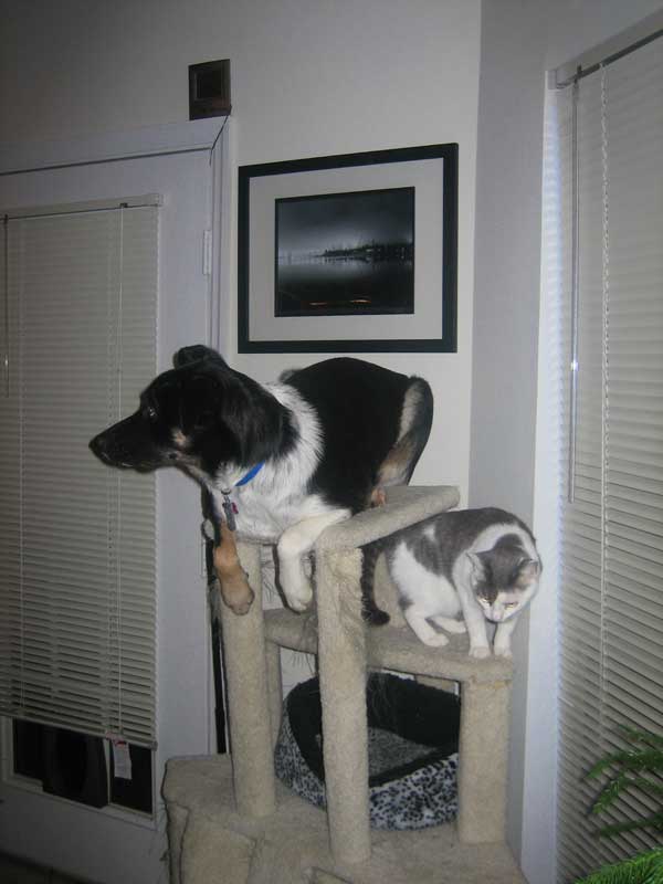 dogs-like-cat-things-14
