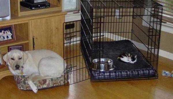 dogs-like-cat-things-15