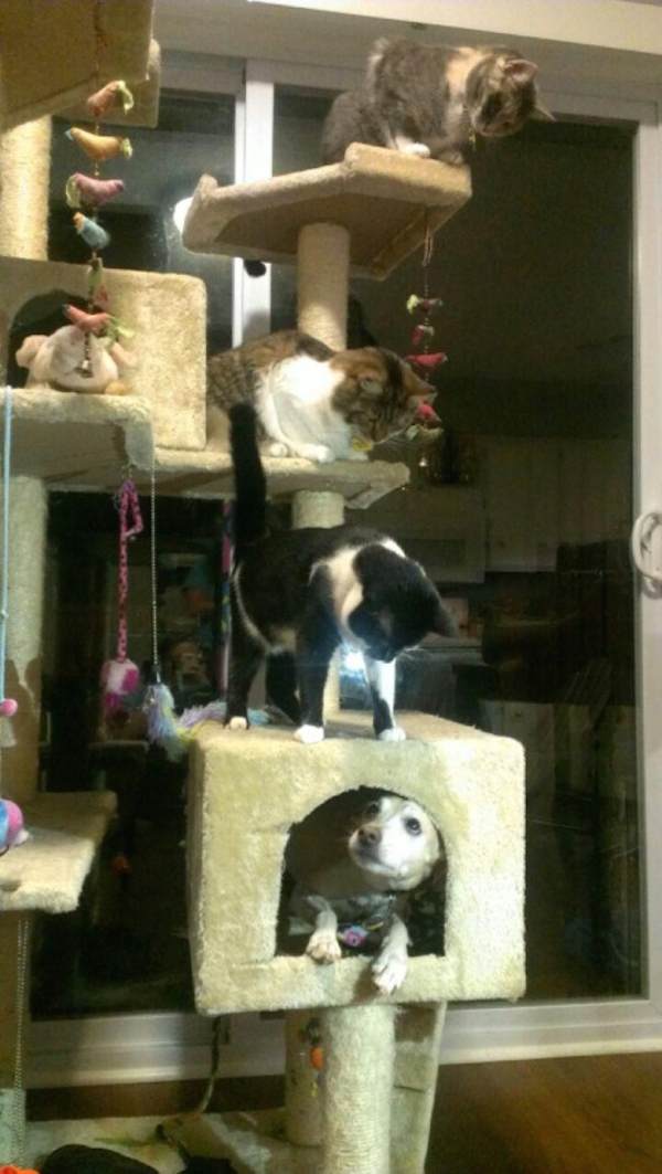 dogs-like-cat-things-16