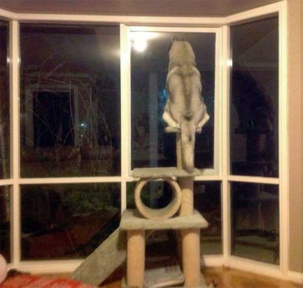 dogs-like-cat-things-18