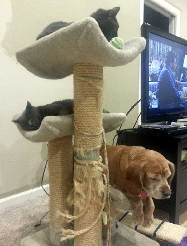 dogs-like-cat-things-19