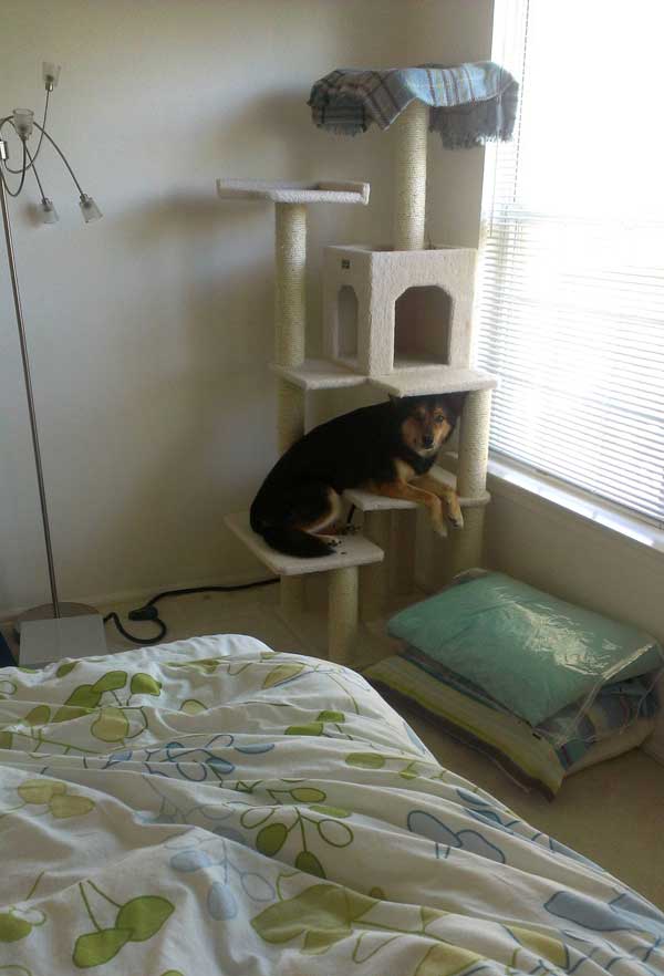 dogs-like-cat-things-2