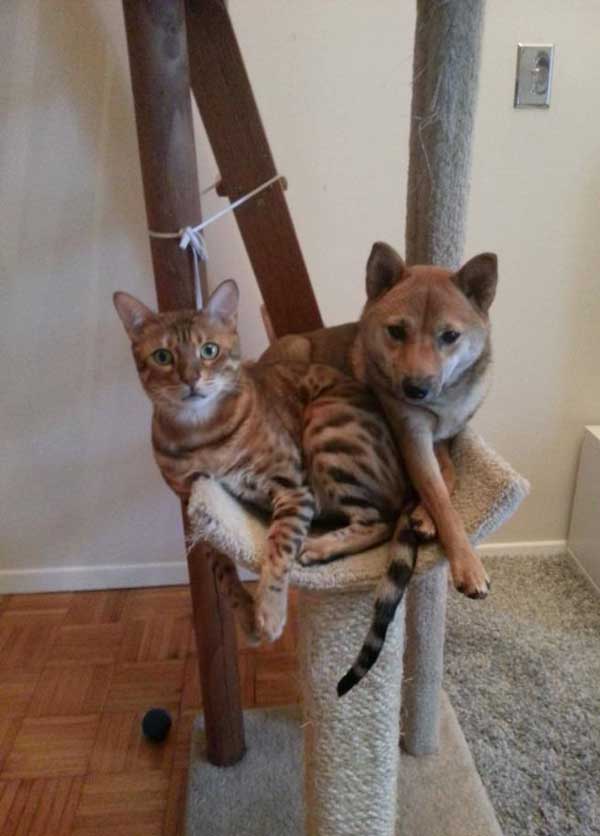dogs-like-cat-things-22