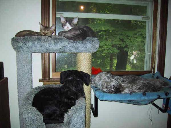 dogs-like-cat-things-3
