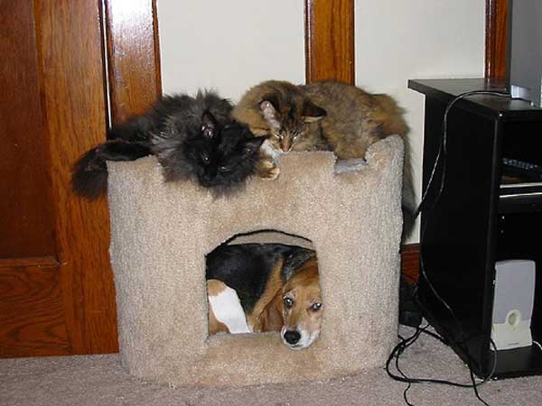 dogs-like-cat-things-5