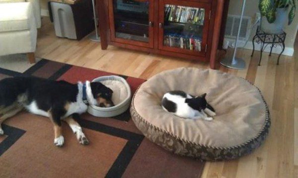 dogs-like-cat-things-6