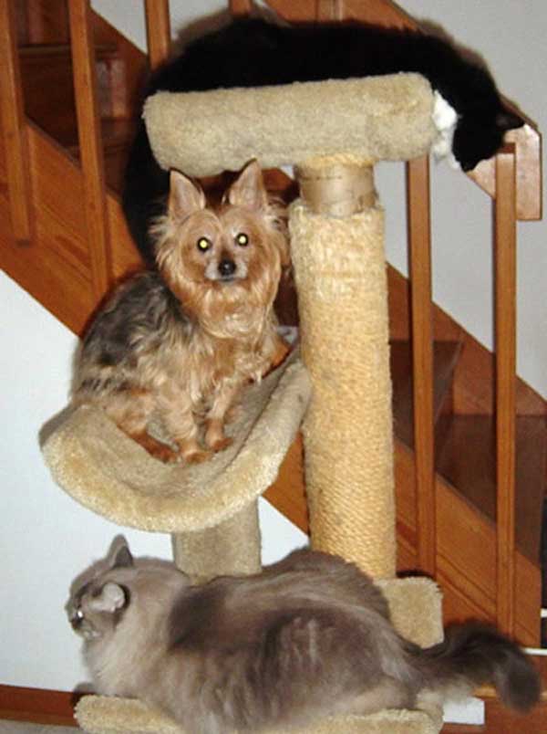 dogs-like-cat-things-8