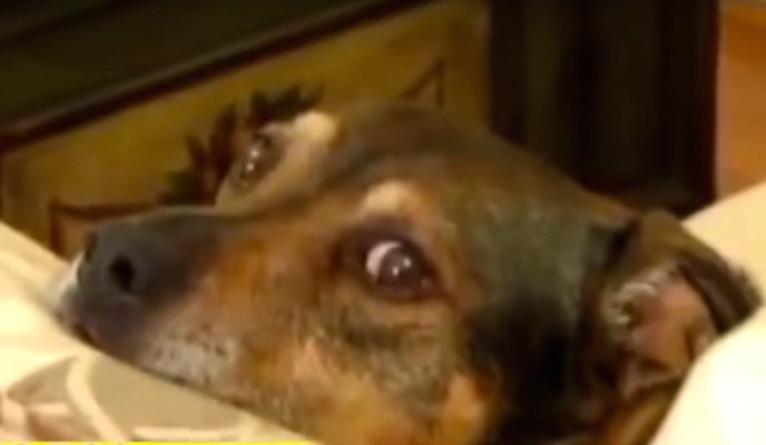 Heroic Rescue Dog Saves Baby’s Life