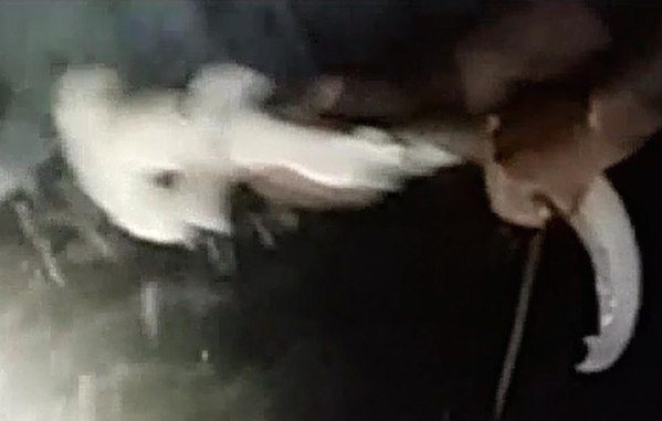 fishermen-shark-2