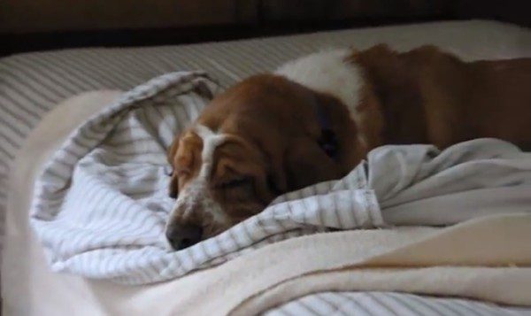 Sleepy Bassett Hound Takes His Naps Very Seriously