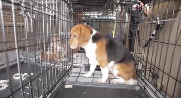 Beagle being freed