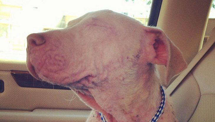 Joyous Photos Of Rescued Dogs On Their Freedom Rides Bring On The Smiles