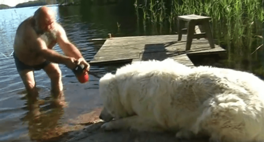 Man Foolishly Tries To Give His Giant Dog A Bath