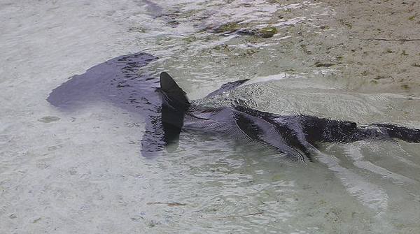 Men Try Saving Injured Hammerhead Shark And End Up Helping Her Give Birth