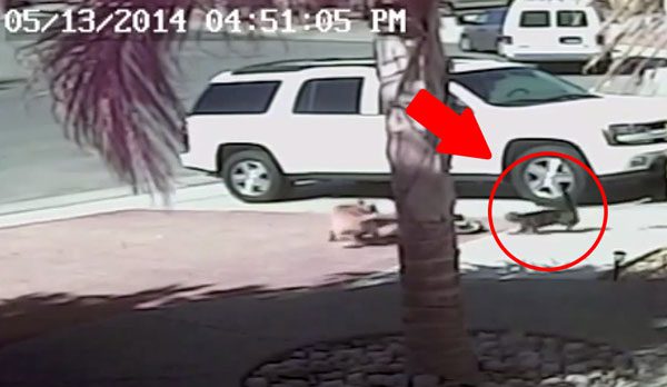 Surveillance Cameras Catch Cat Saving Little Boy From A Vicious Attack