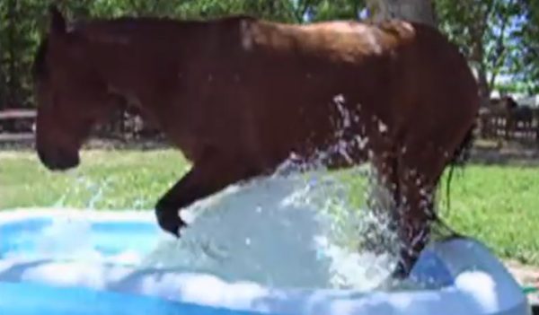 horse in kiddie pool