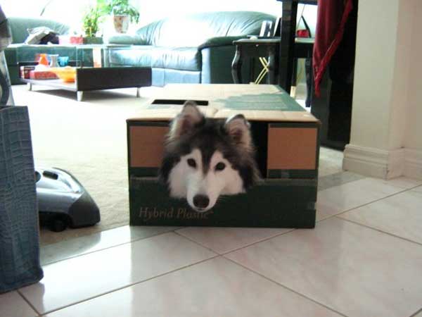 husky-1