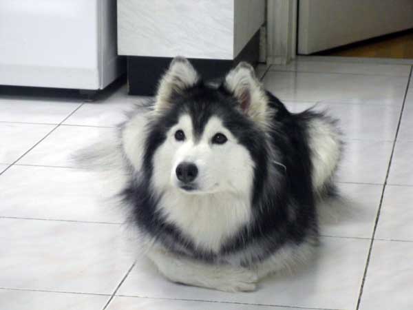 husky-12