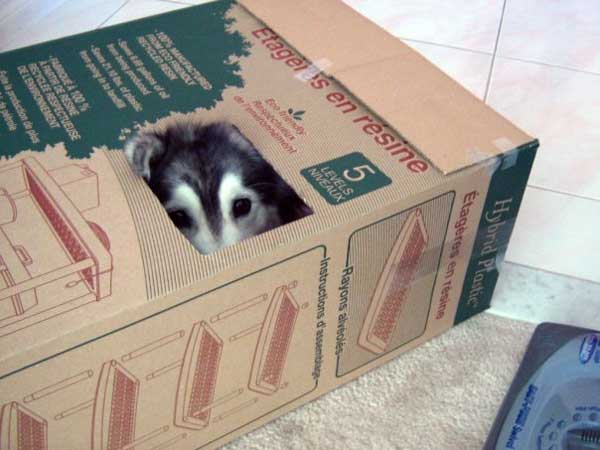 husky-13