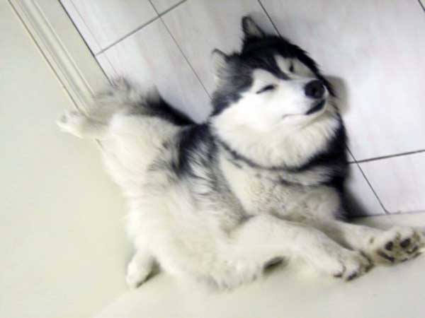 husky-14
