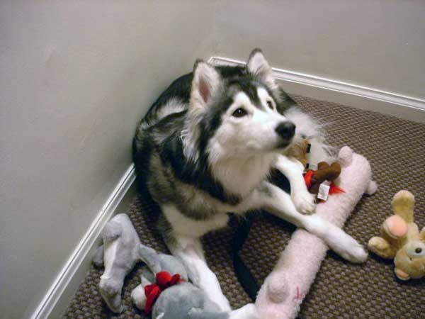 husky-15