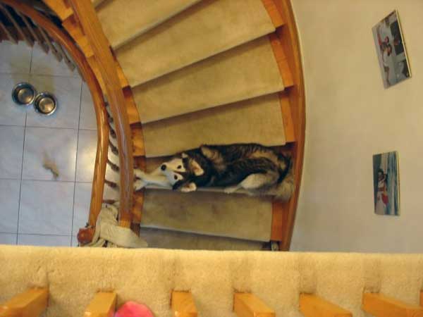 husky-16